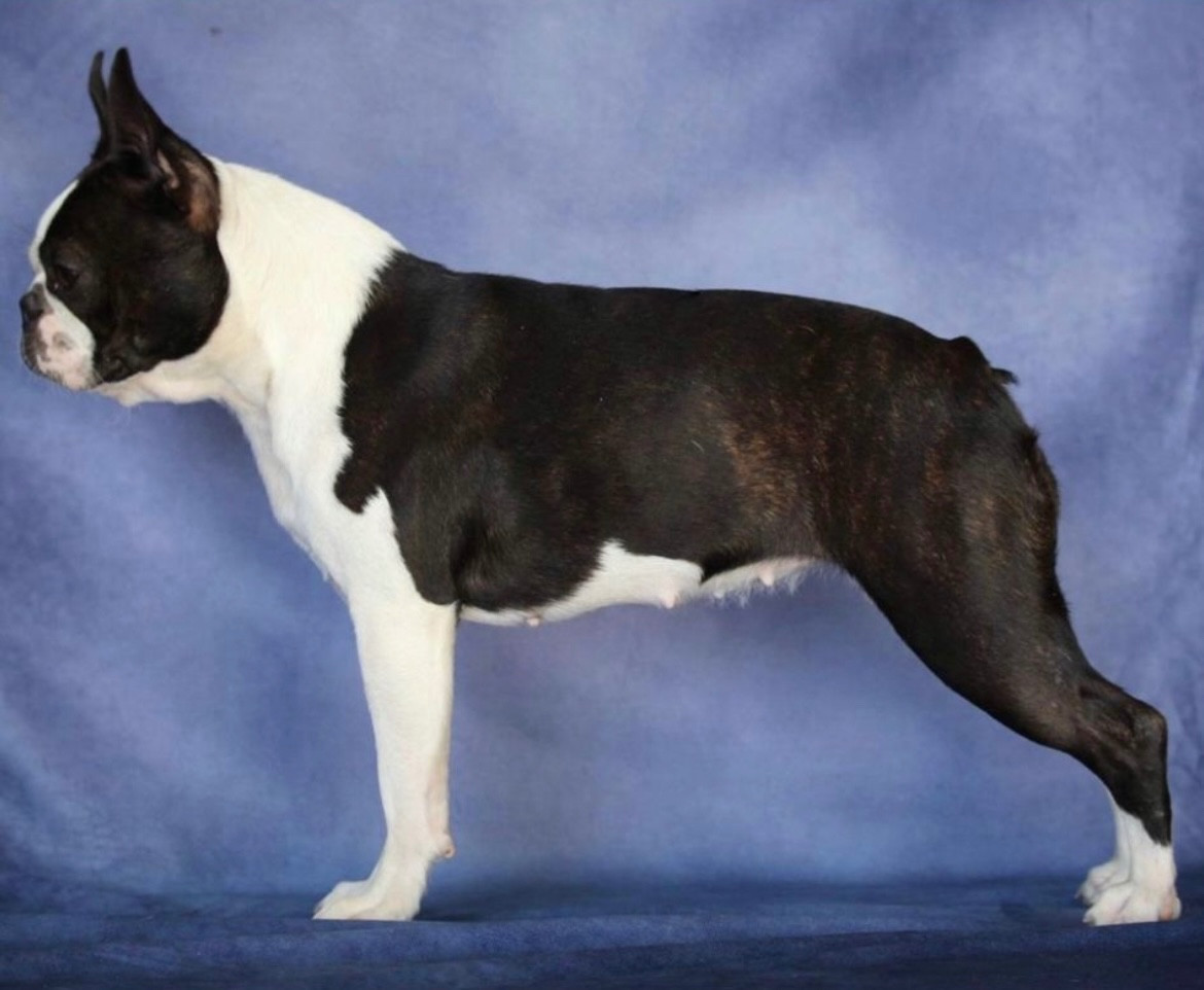 Valkyrie Des Montagnes Du Kurdistan