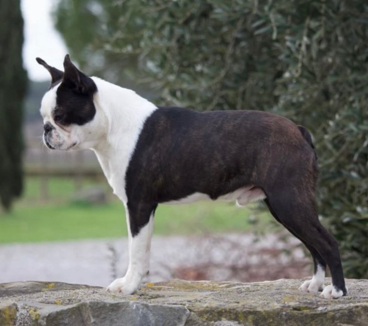 Vidzar Des Montagnes Du Kurdistan