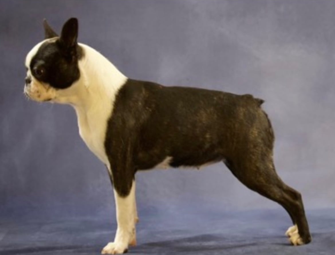 Gentleman Attitude Vegas