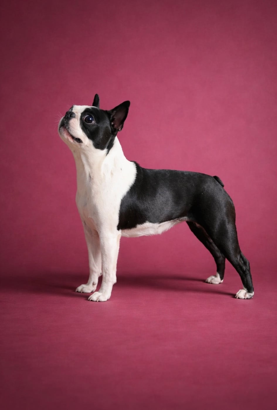 Ever Single Velvet n'glitter