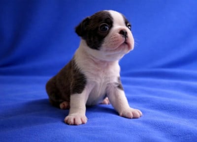Les chiots de Boston Terrier