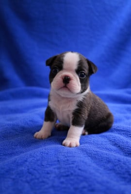 Les chiots de Boston Terrier
