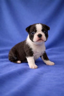 Les chiots de Boston Terrier