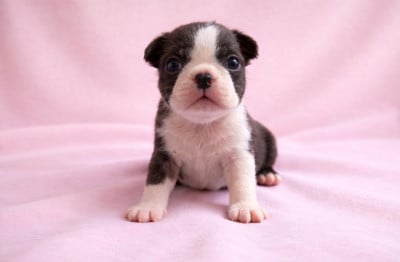 Les chiots de Boston Terrier