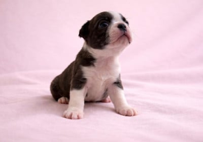 Les chiots de Boston Terrier
