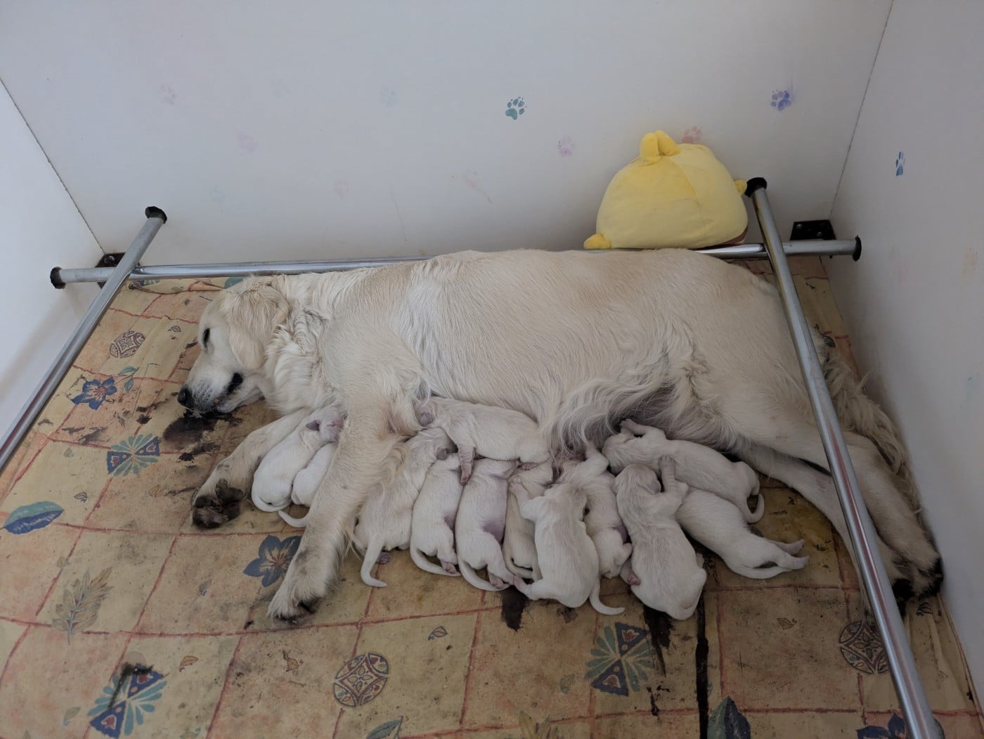 Golden Retriever - (Sans Affixe)