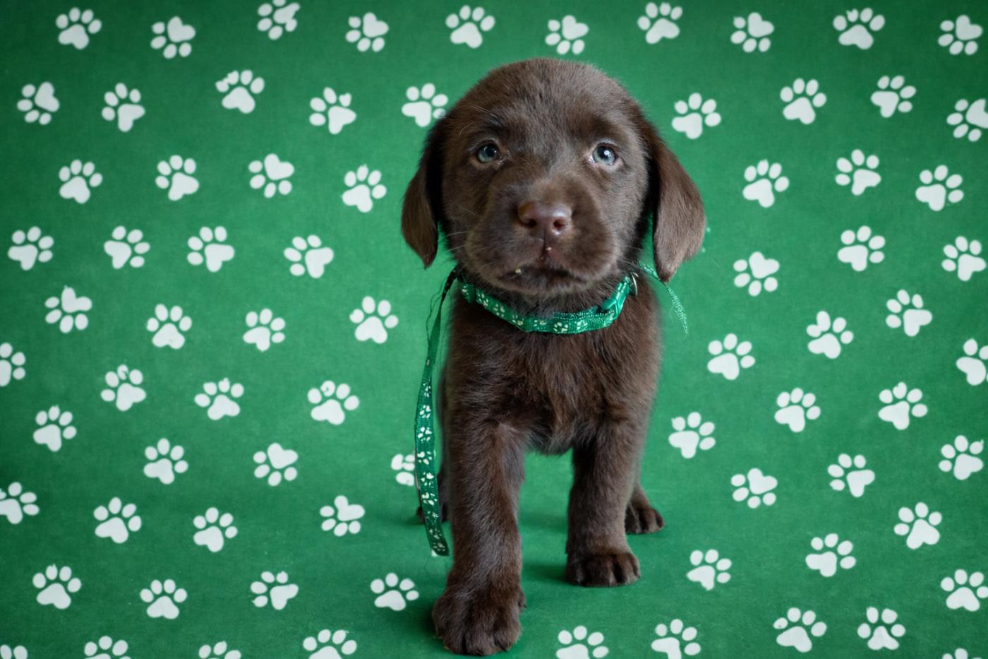 Labrador Retriever - (Sans Affixe)