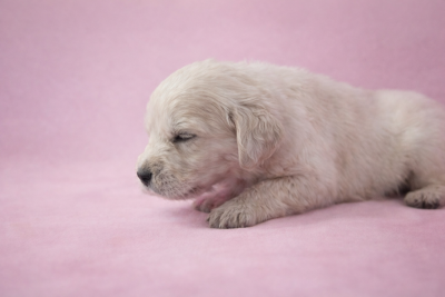 Les chiots de Golden Retriever