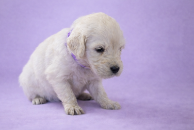 Les chiots de Golden Retriever