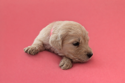 Les chiots de Golden Retriever