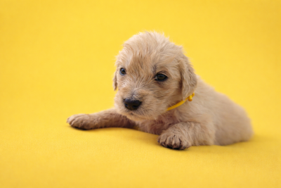 Les chiots de Golden Retriever