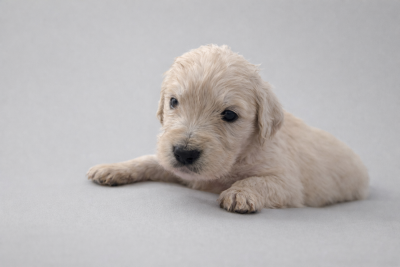 Les chiots de Golden Retriever