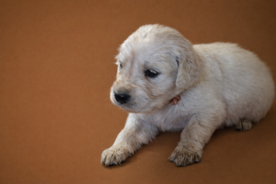 Les chiots de Golden Retriever