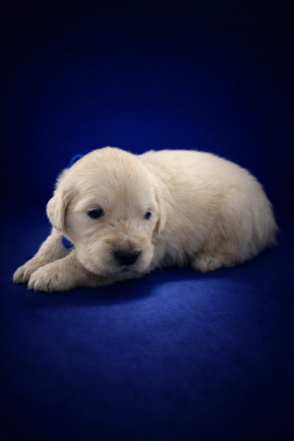 Les chiots de Golden Retriever