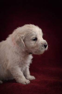 Les chiots de Golden Retriever