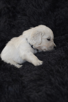 Les chiots de Golden Retriever
