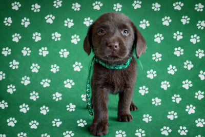 Les chiots de Labrador Retriever