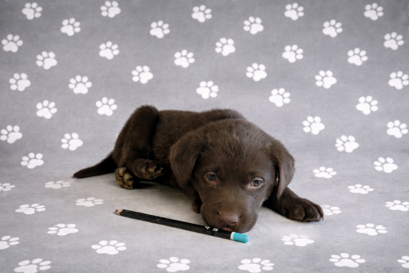 Labrador Retriever - (Sans Affixe)