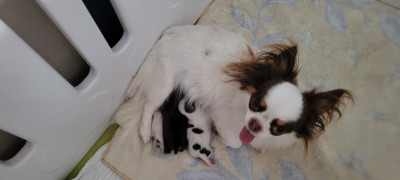 Les chiots de Chihuahua