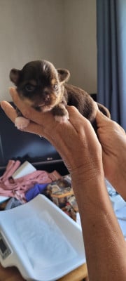 Les chiots de Chihuahua