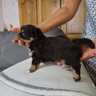 Les chiots de Chihuahua