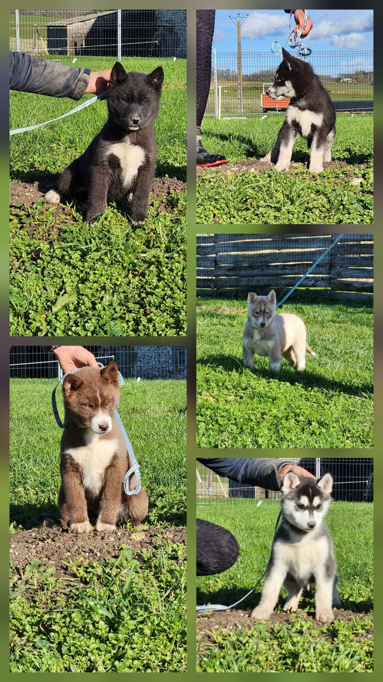 Siberian Husky - De La Vallée Des Pépites