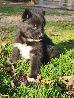 CHIOT 2 - Siberian Husky