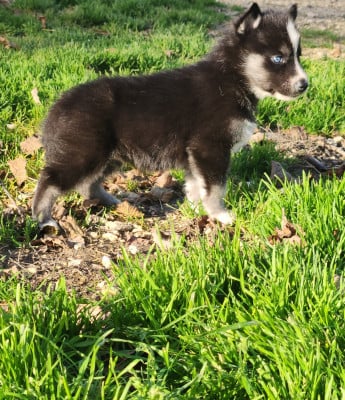 CHIOT 3 - Siberian Husky