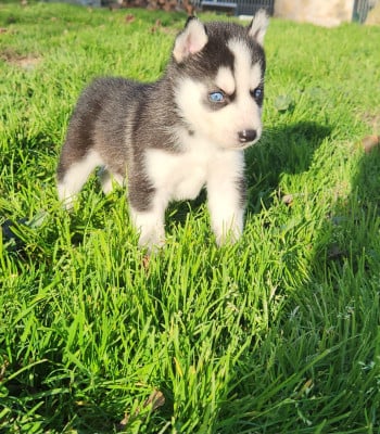 CHIOT 4 - Siberian Husky