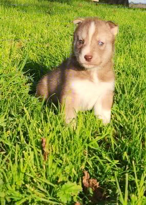 CHIOT 5 - Siberian Husky