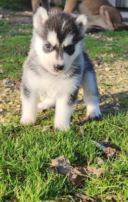 CHIOT 6 - Siberian Husky