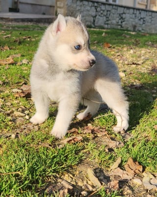 CHIOT 7 - Siberian Husky