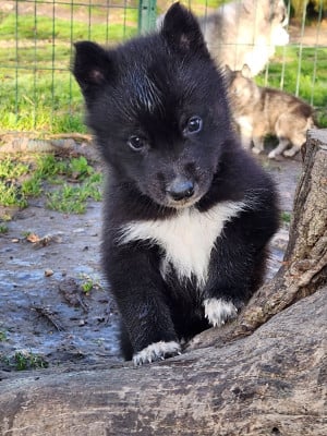 Les chiots de Siberian Husky