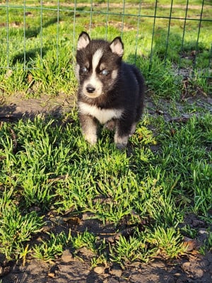 Les chiots de Siberian Husky