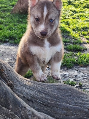 Les chiots de Siberian Husky