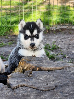 Les chiots de Siberian Husky
