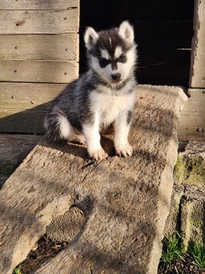 Les chiots de Siberian Husky