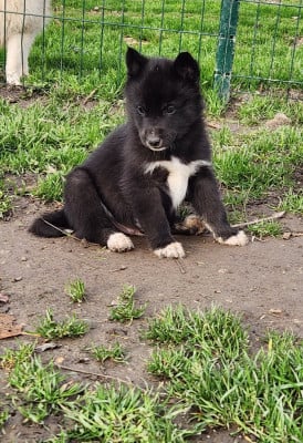Les chiots de Siberian Husky
