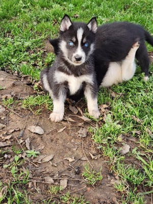 Les chiots de Siberian Husky
