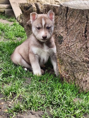 Les chiots de Siberian Husky