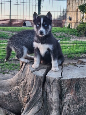 Les chiots de Siberian Husky