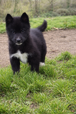 Les chiots de Siberian Husky
