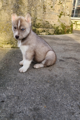 Les chiots de Siberian Husky