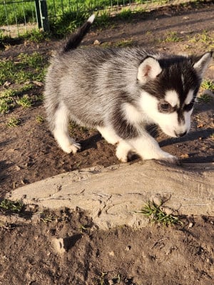 Les chiots de Siberian Husky