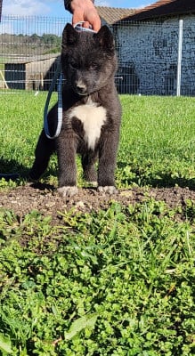 Les chiots de Siberian Husky