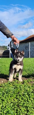 Les chiots de Siberian Husky