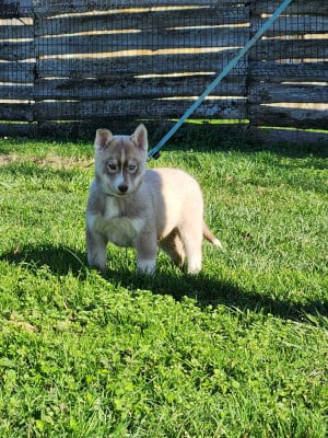 Les chiots de Siberian Husky