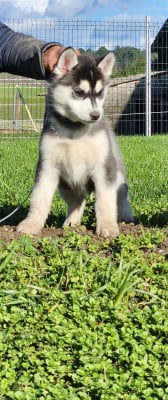 Les chiots de Siberian Husky