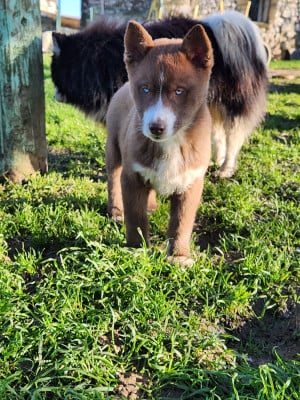 Les chiots de Siberian Husky