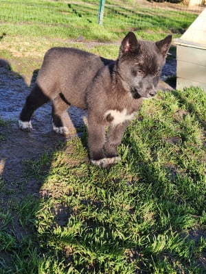 Les chiots de Siberian Husky